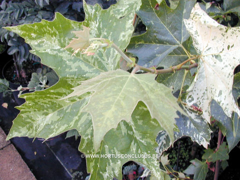 Platanus x acerifolia 'Suttneri'