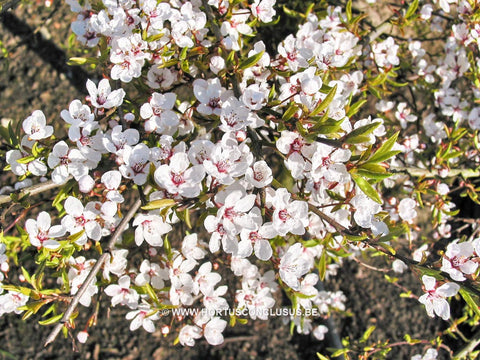 Prunus cerasifera 'Hessei'