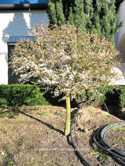 Prunus cerasifera 'Hessei' - Sierboom - Hortus Conclusus  - 2