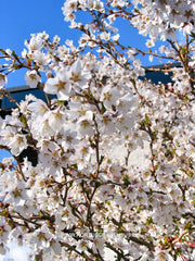 Prunus incisa 'Kojou-no-mai' - Sierboom - Hortus Conclusus  - 1