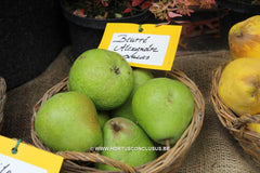 Pyrus communis 'Beurré Alexandre Lucas' - Fruitboom - Hortus Conclusus  - 1