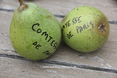 Pyrus communis 'Comtesse de Paris' - Fruitboom - Hortus Conclusus  - 2