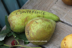 Pyrus communis 'Conference' - Fruitboom - Hortus Conclusus  - 3
