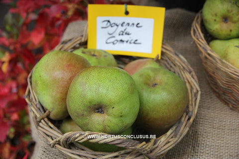 Pyrus communis 'Doyenné du Comice'