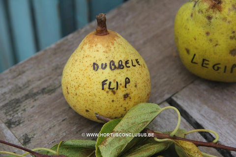 Pyrus communis 'Dubbel Flup'