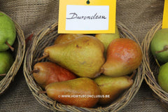 Pyrus communis 'Durondeau' - Fruitboom - Hortus Conclusus  - 1
