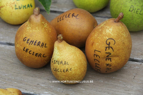 Pyrus communis 'Général Leclerc'