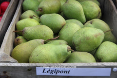 Pyrus communis 'Legipont' - Fruitboom - Hortus Conclusus  - 2