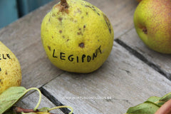 Pyrus communis 'Legipont' - Fruitboom - Hortus Conclusus  - 3