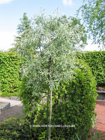 Pyrus salicifolia 'Pendula'