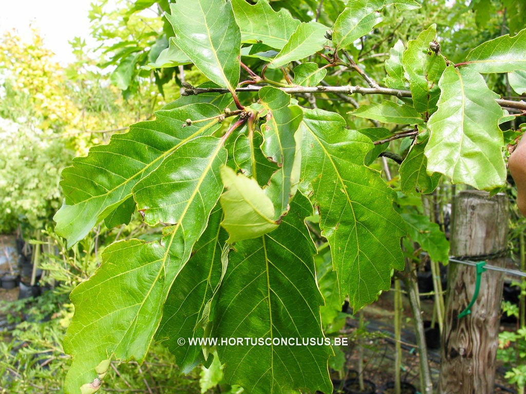 Quercus aliena - Sierboom - Hortus Conclusus 