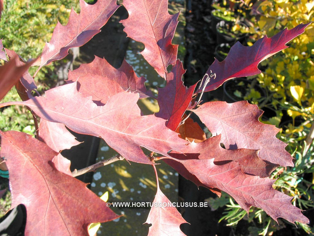 Quercus coccinea 'Splendens' - Sierboom - Hortus Conclusus 