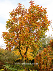 Quercus dentata 'Carl Ferris Miller' - Sierboom - Hortus Conclusus  - 1