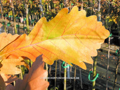 Quercus dentata 'Carl Ferris Miller' - Sierboom - Hortus Conclusus  - 2