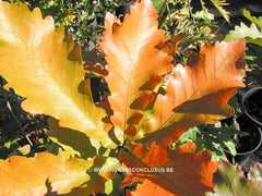 Quercus dentata 'Carl Ferris Miller' - Sierboom - Hortus Conclusus  - 3
