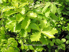 Quercus dentata 'Carl Ferris Miller' - Sierboom - Hortus Conclusus  - 4