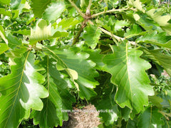 Quercus dentata 'Carl Ferris Miller' - Sierboom - Hortus Conclusus  - 5