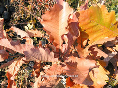 Quercus dentata 'Carl Ferris Miller' - Sierboom - Hortus Conclusus  - 6