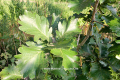 Quercus dentata 'Carl Ferris Miller' - Sierboom - Hortus Conclusus  - 7
