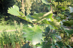 Quercus dentata 'Carl Ferris Miller' - Sierboom - Hortus Conclusus  - 8