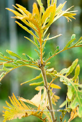 Quercus dentata 'Pinnatifida' - Sierboom - Hortus Conclusus  - 1