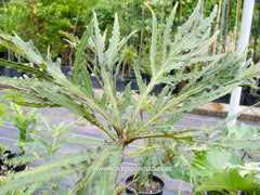 Quercus dentata 'Pinnatifida' - Sierboom - Hortus Conclusus  - 5