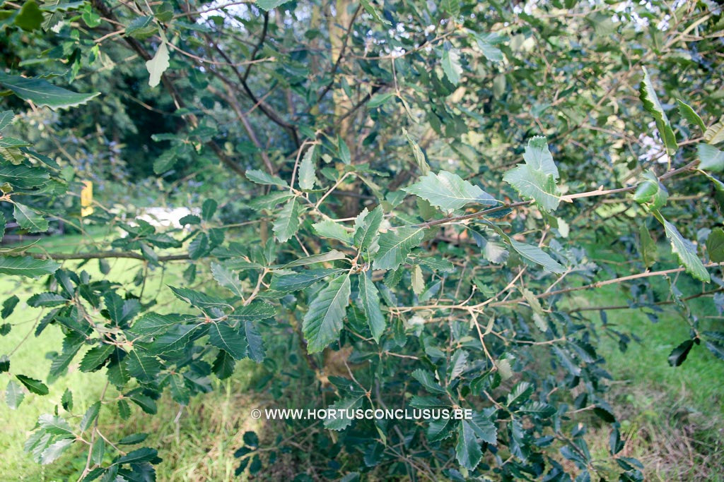 Quercus faginea - Sierboom - Hortus Conclusus  - 1