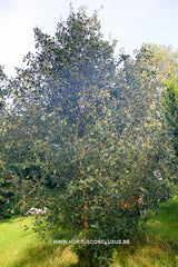 Quercus faginea - Sierboom - Hortus Conclusus  - 2