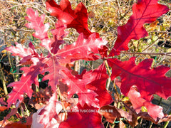 Quercus falcata var. pagodifolia - Sierboom - Hortus Conclusus  - 1