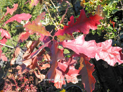 Quercus falcata var. pagodifolia - Sierboom - Hortus Conclusus  - 2