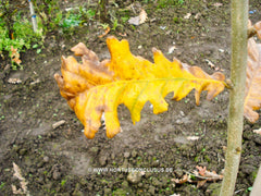 Quercus frainetto 'Schmidt' (Forest Green) - Sierboom - Hortus Conclusus  - 1