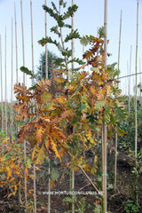 Quercus frainetto 'Schmidt' (Forest Green) - Sierboom - Hortus Conclusus  - 3