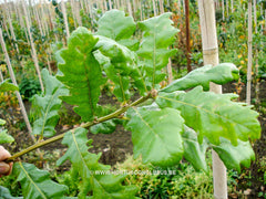 Quercus frainetto 'Schmidt' (Forest Green) - Sierboom - Hortus Conclusus  - 5