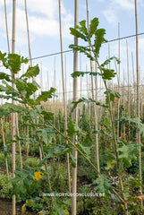 Quercus frainetto 'Schmidt' (Forest Green) - Sierboom - Hortus Conclusus  - 7