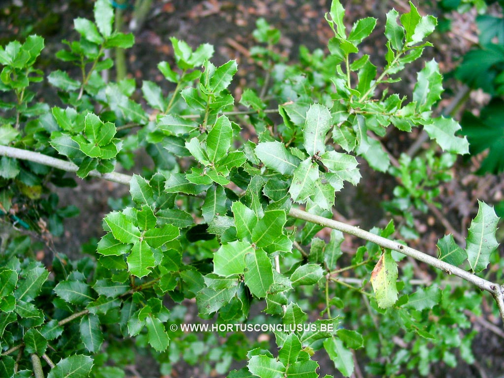 Quercus ilicifolia - Sierboom - Hortus Conclusus 