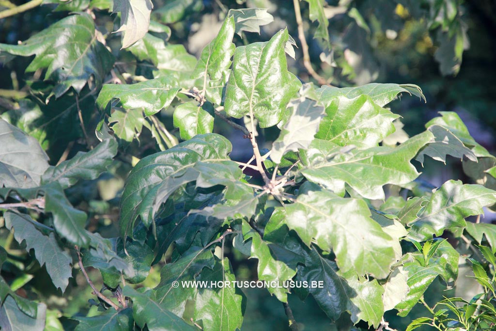 Quercus ithaburensis subs. macrolepis 'Hemelrijk Silver' - Sierboom - Hortus Conclusus  - 1