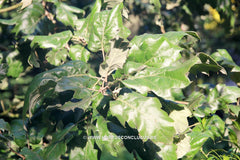 Quercus ithaburensis subs. macrolepis 'Hemelrijk Silver' - Sierboom - Hortus Conclusus  - 2