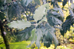 Quercus ithaburensis subs. macrolepis 'Hemelrijk Silver' - Sierboom - Hortus Conclusus  - 3