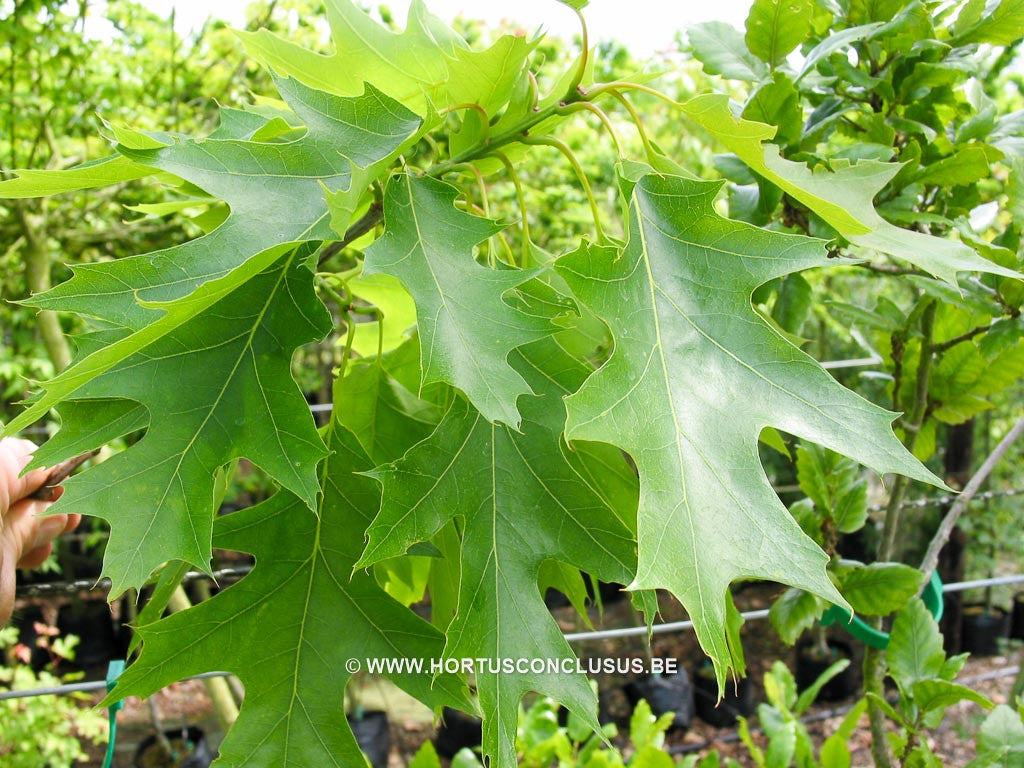 Quercus lyrata - Sierboom - Hortus Conclusus 