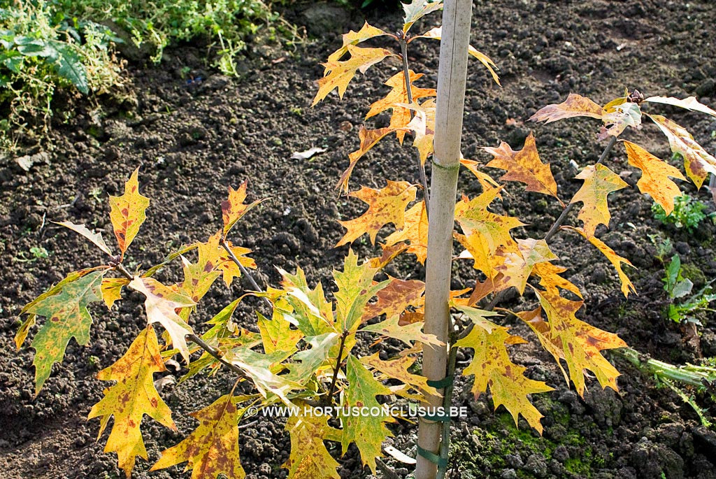 Quercus 'Mauri' - Sierboom - Hortus Conclusus  - 1