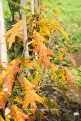 Quercus 'Mauri' - Sierboom - Hortus Conclusus  - 2