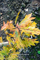 Quercus 'Mauri' - Sierboom - Hortus Conclusus  - 3