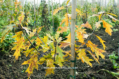Quercus 'Mauri' - Sierboom - Hortus Conclusus  - 4