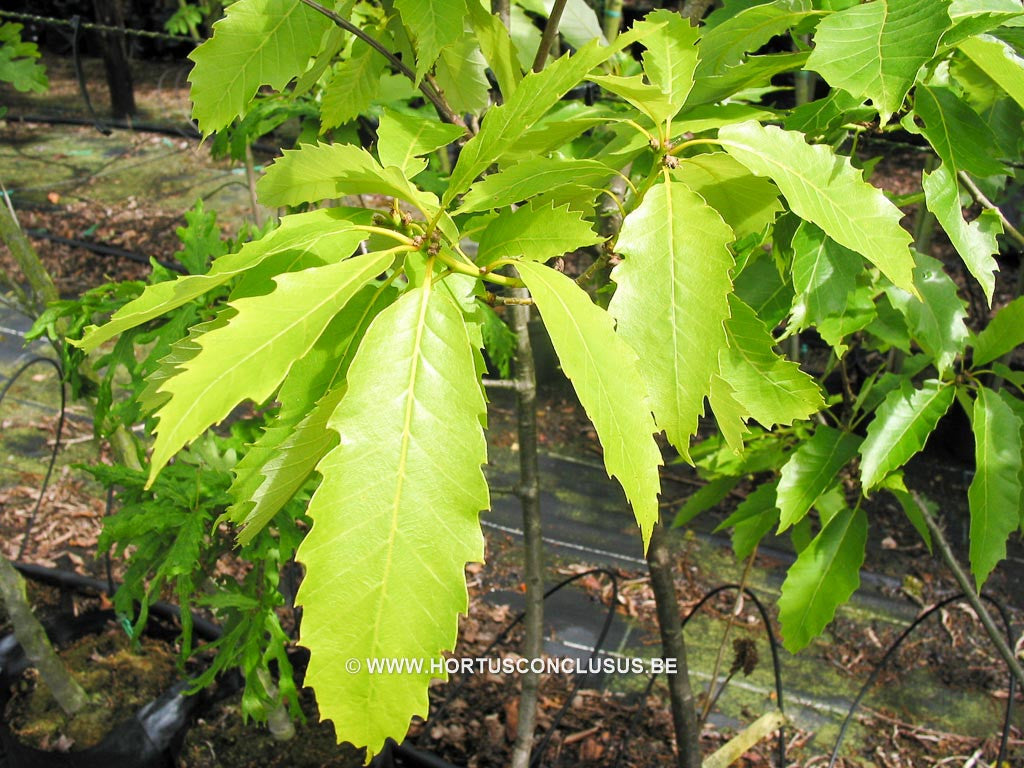 Quercus muehlenbergii - Sierboom - Hortus Conclusus 