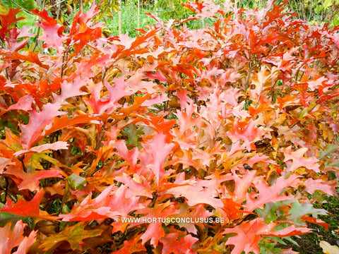 Quercus palustris 'Green Dwarf'