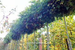 Quercus palustris 'Green Dwarf' - Sierboom - Hortus Conclusus  - 3