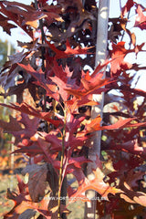 Quercus palustris 'Green Pillar' - Sierboom - Hortus Conclusus  - 1