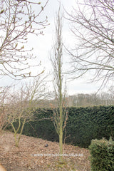 Quercus palustris 'Green Pillar' - Sierboom - Hortus Conclusus  - 2