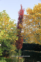 Quercus palustris 'Green Pillar' - Sierboom - Hortus Conclusus  - 3
