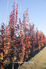 Quercus palustris 'Green Pillar' - Sierboom - Hortus Conclusus  - 4